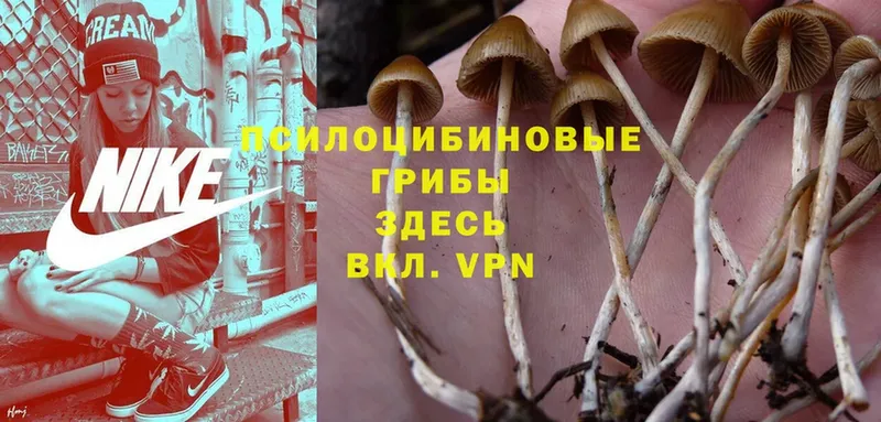 Галлюциногенные грибы Magic Shrooms Камышин